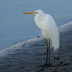 Eastern Great Egret