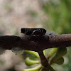 Gum leaf hopper (laying)