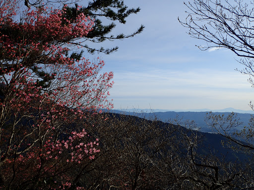 花を見ながら歩く