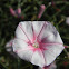 Splendid bindweed (Κονβόλβουλος ο δορύκνιος)