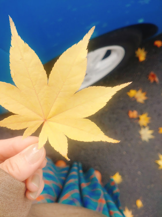 WiLLサイファの紅葉ドライブ・MINI純正ホイール・スイーツテロ・北海道ジェラート巡りに関するカスタム事例の投稿画像14枚目