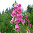 Foxglove