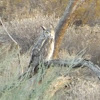 Desert Great-horned Owl