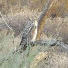 Desert Great-horned Owl