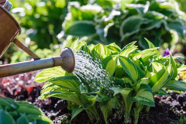 How Can I Ensure My Garden Receives Adequate Water Without the Convenience of a Hose