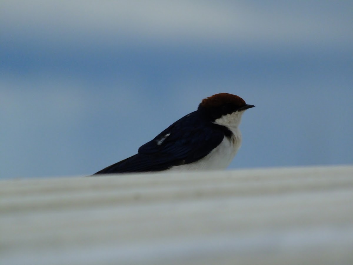 Common House Martin