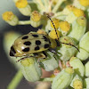 Spotted Cucumber Beetle