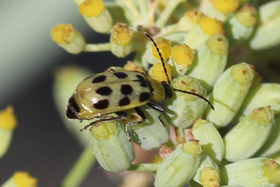 Spotted Cucumber Beetle