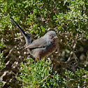 Dartford Warbler