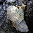 Turkey tail