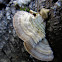 Turkey tail