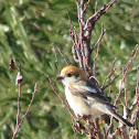 Woodchat Shrike