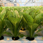 Hydroponic Local Lettuce Heads Farm in Alabama - Visit Foley Farmers Market