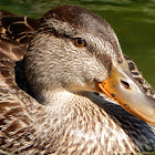 Gadwall