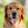 Golden Retriever HD Wallpapers Pet Hot Topics