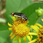 Yellow-bordered Flower Buprestid
