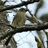 Greater Pewee