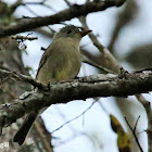 Greater Pewee