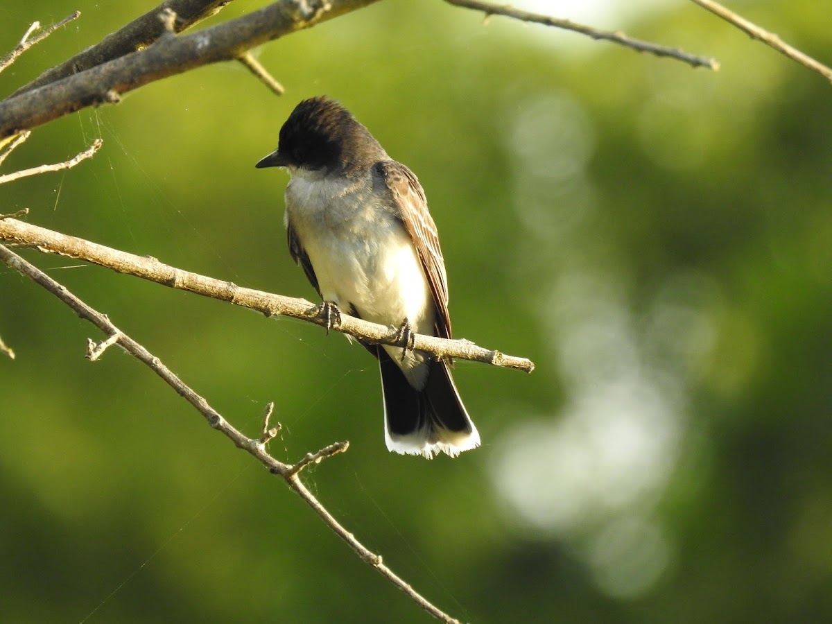 Eastern Kingbird