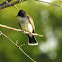 Eastern Kingbird