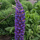 Lupine