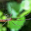 Elongate stilt spider