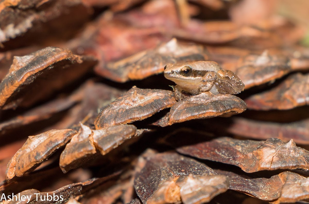 Little Grass Frog