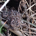 American Toad