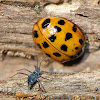 Multicolored Asian Lady Beetle (with Aphid)