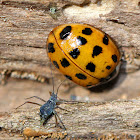 Multicolored Asian Lady Beetle (with Aphid)