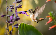 Hummingbird Wallpaper Custom New Tab small promo image