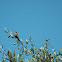 Corn bunting