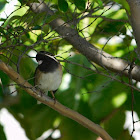 Dark-eyed Junco