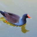 Common gallinule