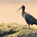 Ibis  -  Red-naped Ibis