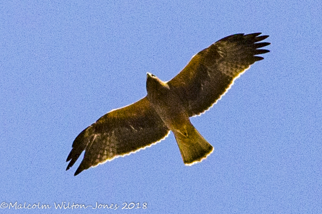 Bonelli's Eagle