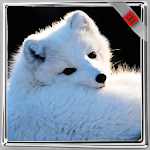 Cover Image of ダウンロード Arctic Fox Wallpaper 1.0 APK