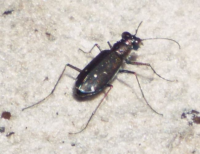 Punctured Tiger Beetle