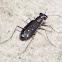 Punctured Tiger Beetle