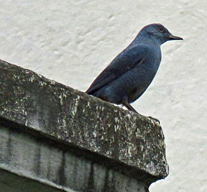 Blue Rockthrush