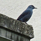 Blue Rockthrush