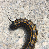 Yellowstriped oakworm