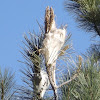 Western Tent Caterpillar Nest