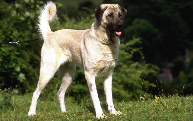 Kangal Dog chrome extension