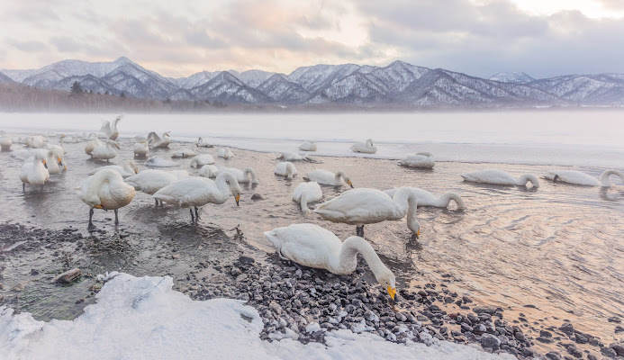 Wildlife di utente cancellato