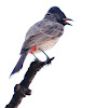 Red Vented Bulbul