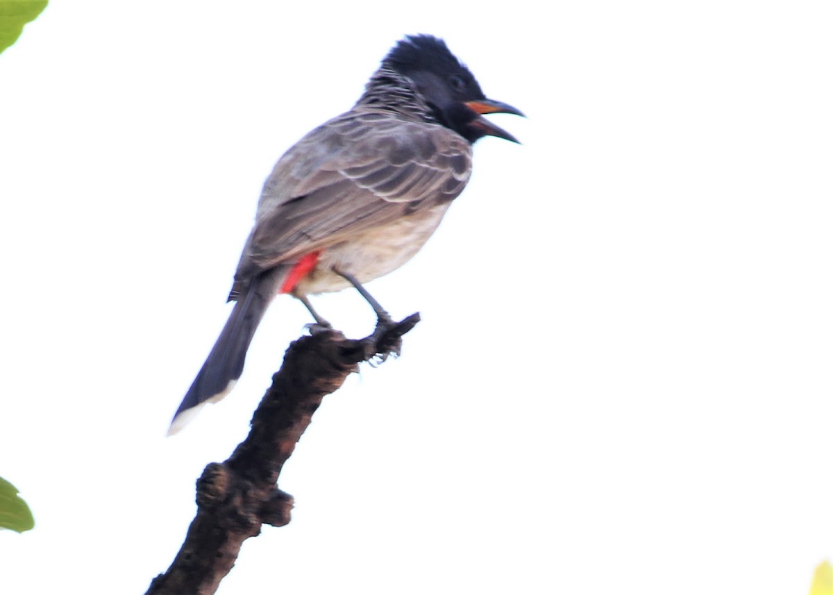 Red Vented Bulbul