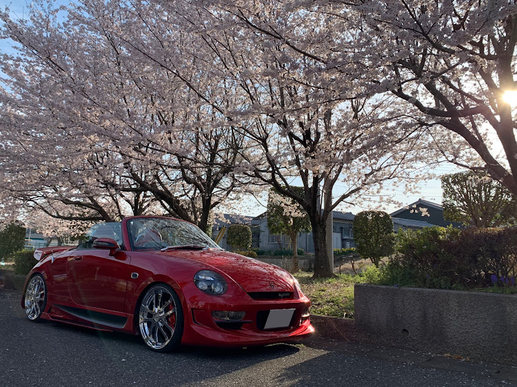 コペンのサクラと愛車に関するカスタム事例の投稿画像1枚目