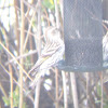 Pine Siskin