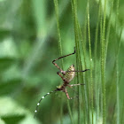 Katydid nymph